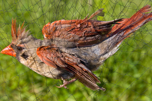 Anti Bird Nets in Hyderabad