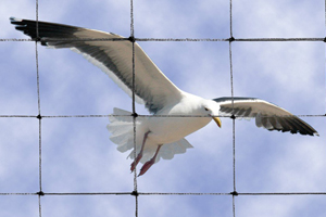 Anti Bird Nets in Hyderabad