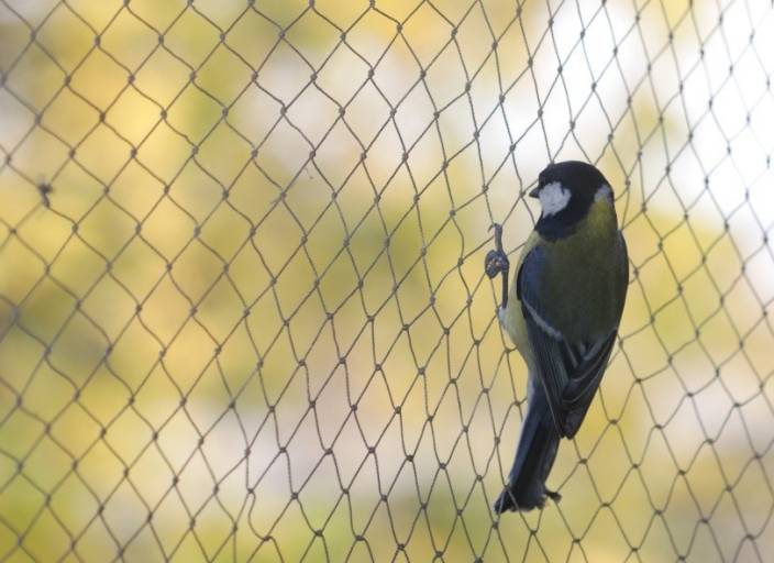 Anti Bird Nets in Hyderabad