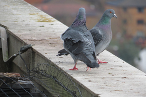 Pigeon Safety Nets Gandhipet
