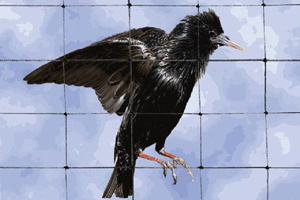 Pigeon Safety Nets Gandhipet