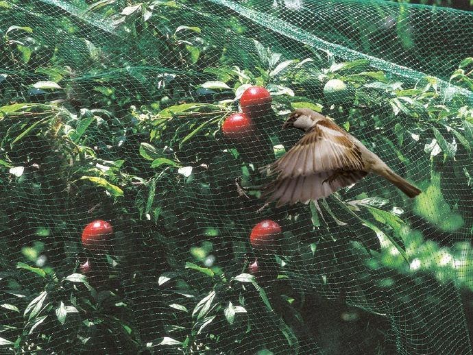 Why Choose Bird Netting Why Choose Bird Netting