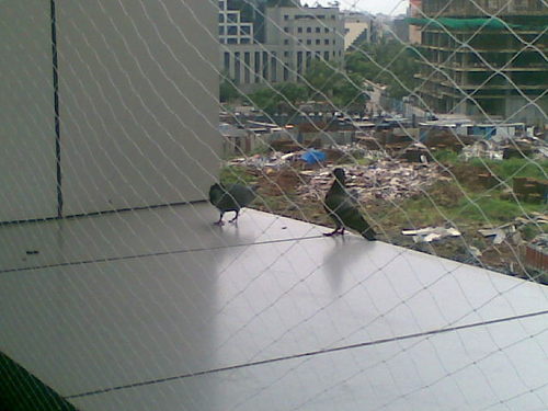 Why Choose Bird Netting Why Choose Bird Netting