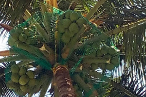 Coconut Safety Nets Hyderabad