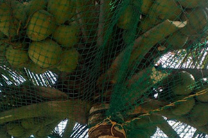 Coconut Safety Nets Hyderabad