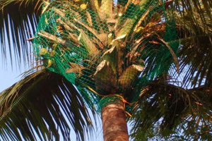 Coconut Safety Nets Hyderabad