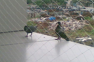 Pigeon Safety Nets BN-Reddy-Nagar