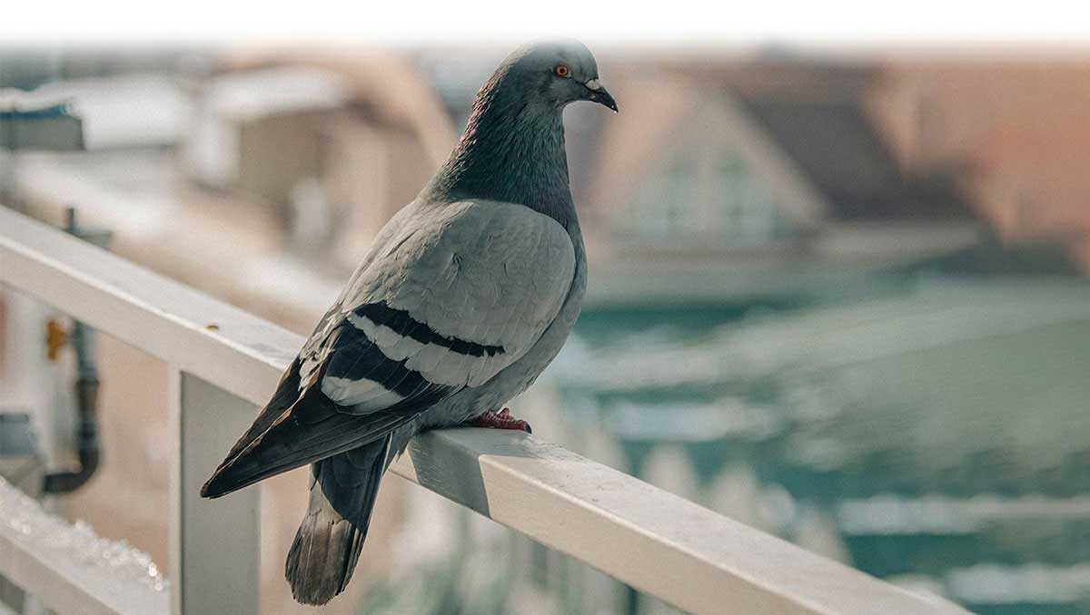 Balcony Safety Nets in Hyderabad